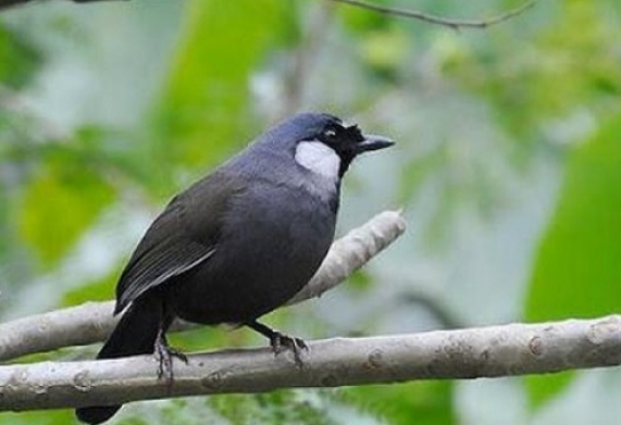 Khướu bị khàn giọng: triệu chứng, nguyên nhân và cách khắc phục 