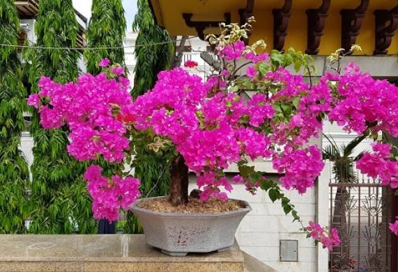 Mẹo kích hoa giấy nở vào dịp tết hiệu quả 