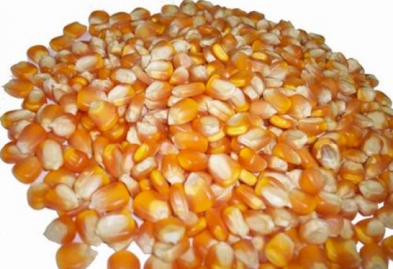 Cơ hội hợp tác với doanh nghiệp lớn tại Thổ Nhĩ Kỳ cho đơn hàng ngô hạt
