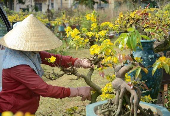 Kỹ thuật chăm sóc cây mai vàng trong chậu sau tết qua từng tháng trong năm