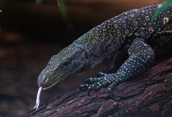 Kỳ đà Crocodile Monitor: Nguồn gốc, đặc điểm, môi trường sống của kỳ đà 