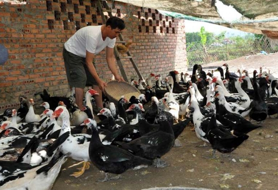 Kỹ thuật chăn nuôi vịt xiêm Pháp hiệu quả, đạt kinh tế cao