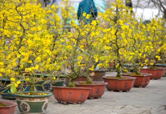 Kỹ thuật chiết cành cây mai vàng hiệu quả