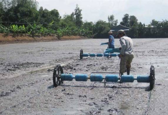 Kỹ thuật gieo sạ lúa và chăm sóc lúa sau gieo trồng đạt năng suất cao