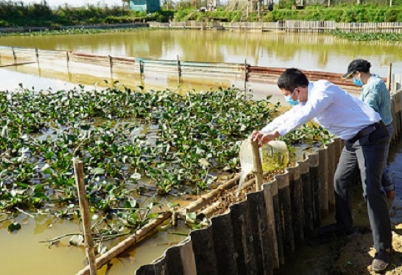 Kỹ thuật làm giàu từ nuôi cua đồng