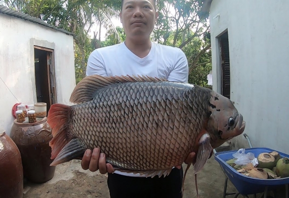 Kỹ thuật nuôi cá tai tượng đơn giản, bài bản