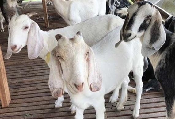 Kỹ thuật nuôi dê con dưới 3 tháng tuổi