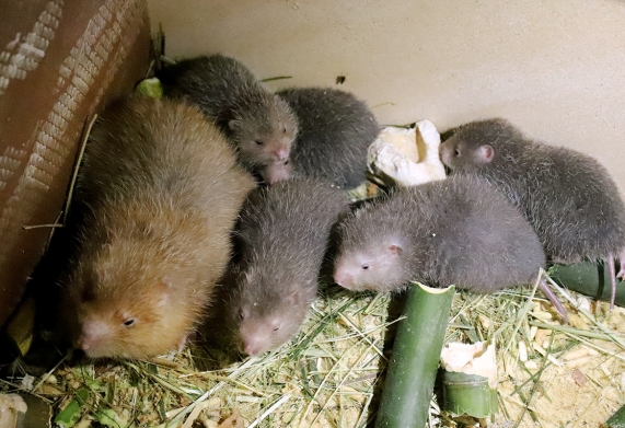 Kỹ thuật nuôi Dúi đơn giản, bài bản, mang lại hiệu quả cao (phần 1)