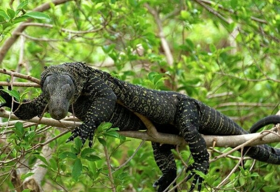 Kỹ thuật nuôi kỳ đà Crocodile Monitor cảnh đúng cách