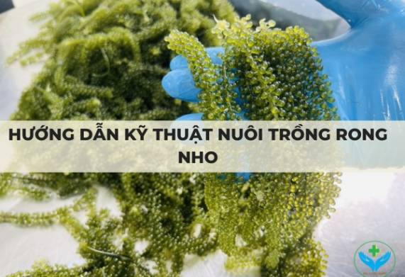 Hướng dẫn kỹ thuật nuôi trồng rong nho