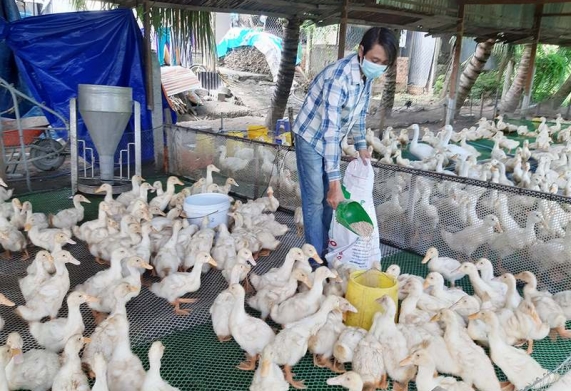 Bật mí kỹ thuật nuôi vịt siêu nạc hiệu quả bà con cần nắm