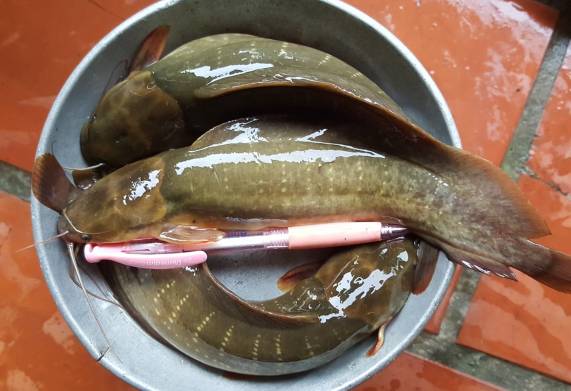 Kỹ thuật sinh sản và ương giống cá trê vàng