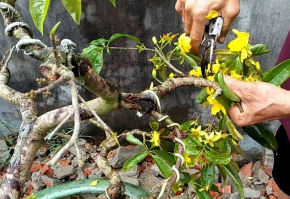 Hướng dẫn kỹ thuật tạo dáng cho cây mai vàng đơn giản 