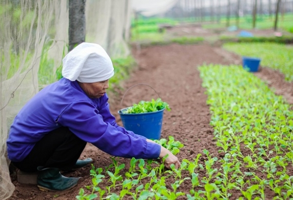 Hướng dẫn kỹ thuật trồng cải ngọt trên đất đúng cách