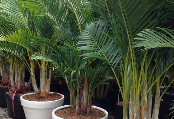 Kỹ thuật trồng cây cau vàng trong chậu đúng cách