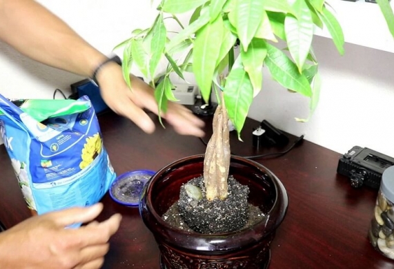 Kỹ thuật trồng cây kim ngân trong chậu cảnh và cách chăm sóc để cây luôn tươi tốt