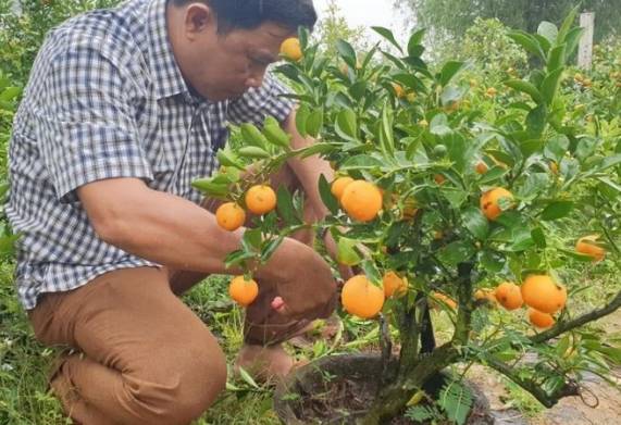 Kỹ thuật trồng cây quất sau tết đúng cách giúp cây phát triển tốt