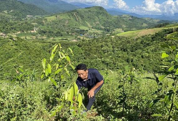 Hướng dẫn kỹ thuật trồng cây quế lớn nhanh, phát triển khỏe mạnh