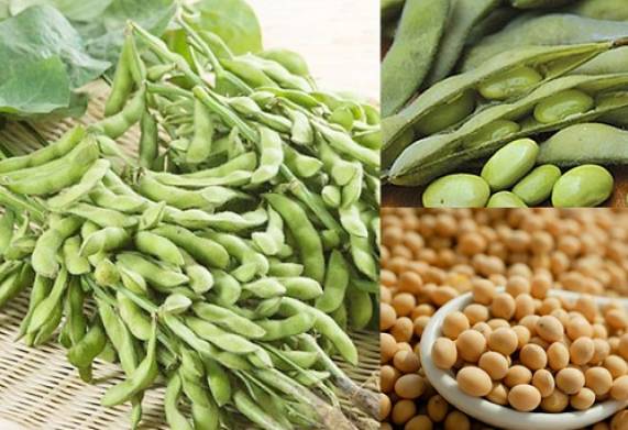 Kỹ thuật trồng đậu tương cho năng suất cao