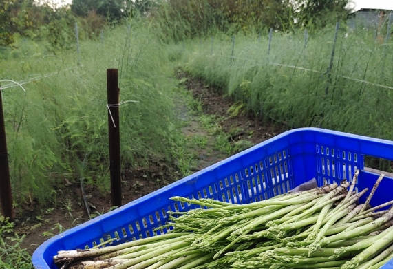 Kỹ thuật trồng măng tây và phương pháp thâm canh cây măng tây hiệu quả