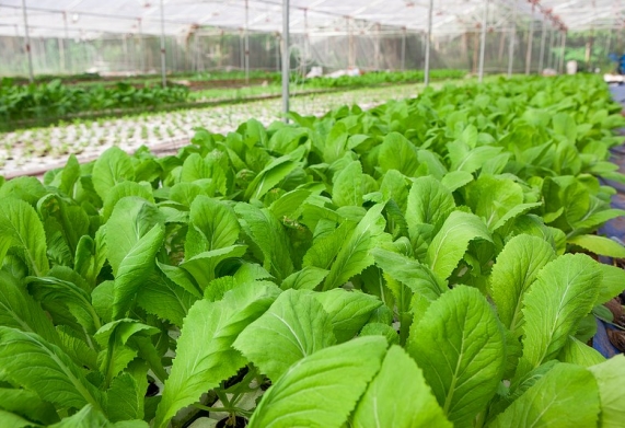 Kỹ thuật trồng rau an toàn đúng cách 
