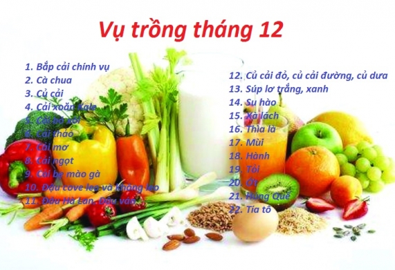 Những lưu ý cần thiết trong kỹ thuật trồng rau sạch 