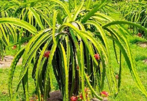 Kỹ thuật trồng thanh long và chăm sóc cho năng suất và hiệu quả cao
