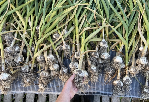 Kỹ thuật trồng tỏi theo hướng sản xuất an toàn