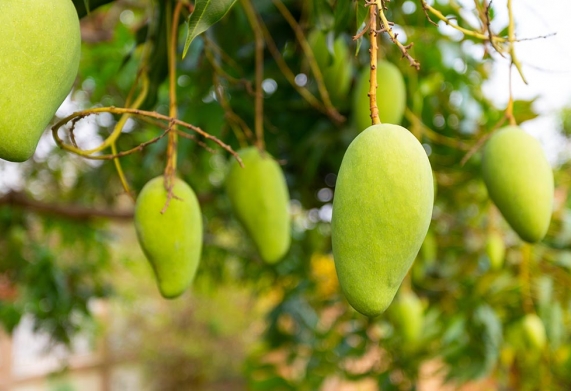 Kỹ thuật trồng xoài cát Hòa Lộc theo tiêu chuẩn VietGAP