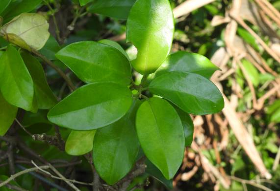 Dây thìa canh - Hình thái, nguồn gốc phân bố và thành phần hoạt chất
