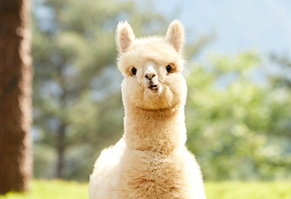 Tìm hiểu về lạc đà Alpaca