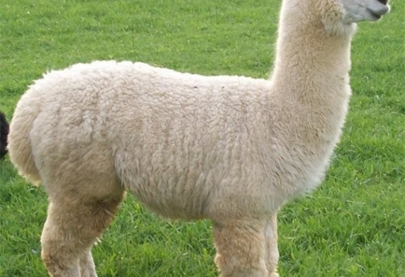 Lạc đà Alpaca giá bao nhiêu tiền?