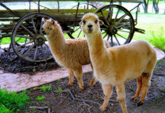 Những đặc điểm thú vị của giống lạc đà lùn alpaca khiến bạn thích thú