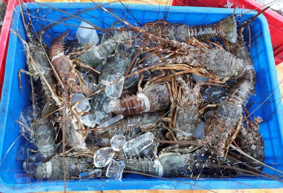 Làm giàu nhờ nuôi tôm hùm xanh – Câu chuyện nông nghiệp
