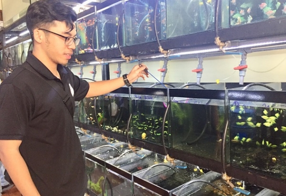 Làm giàu từ nghề nuôi cá cảnh
