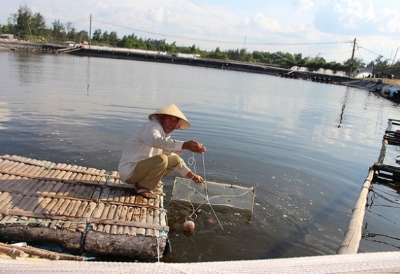 Mô hình làm giàu từ nuôi tôm nước ngọt tại Quảng Ngãi