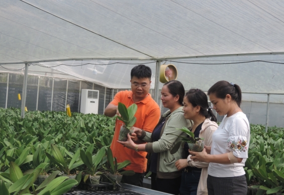 Làm giàu từ trồng lan hồ điệp của chàng trai 8x Hà Nội