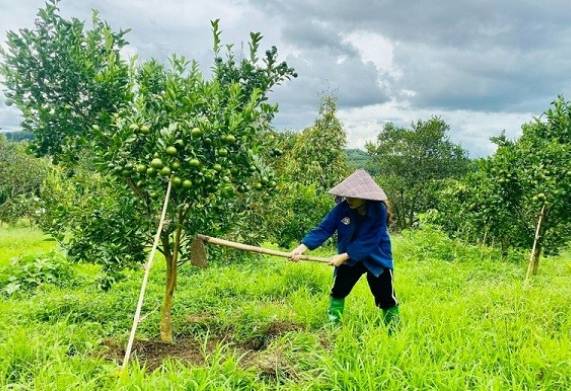 Người trẻ “bỏ phố về quê” làm nông nghiệp sạch