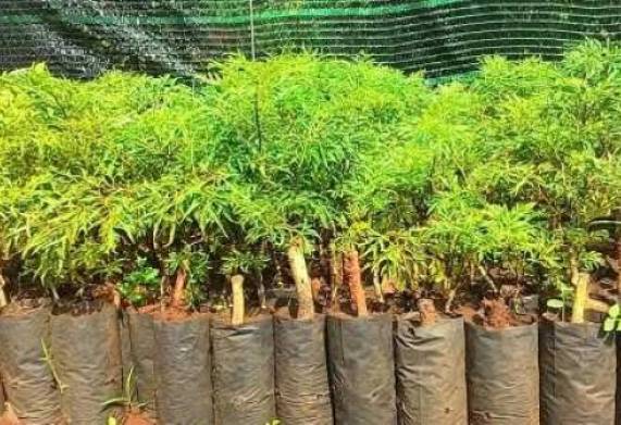 Kỹ thuật nhân giống cây đinh lăng bằng phương pháp giâm hom  
