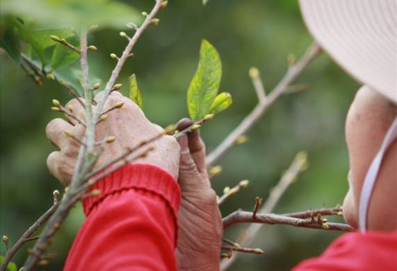 Thời điểm và kỹ thuật lặt lá mai ở miền trung đúng cách 