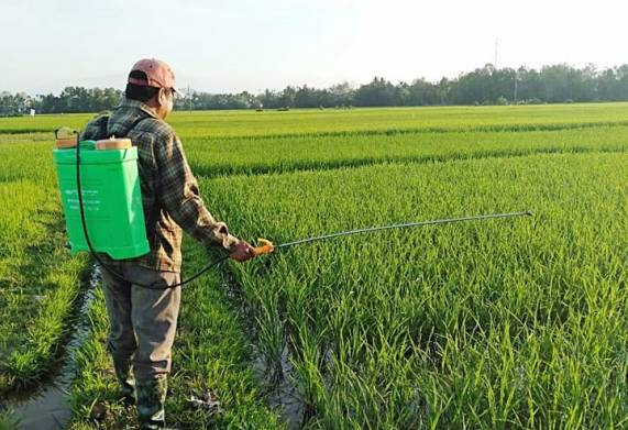 Biện pháp phòng ngừa lúa bị sâu cuốn lá nhỏ gây hại 