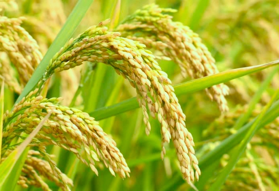 Một số giống lúa thích ứng biến đổi khí hậu tại Đồng bằng Sông Cửu Long