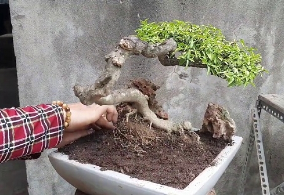 Mai chiếu thủy bị thối rễ: nguyên nhân và cách khắc phục