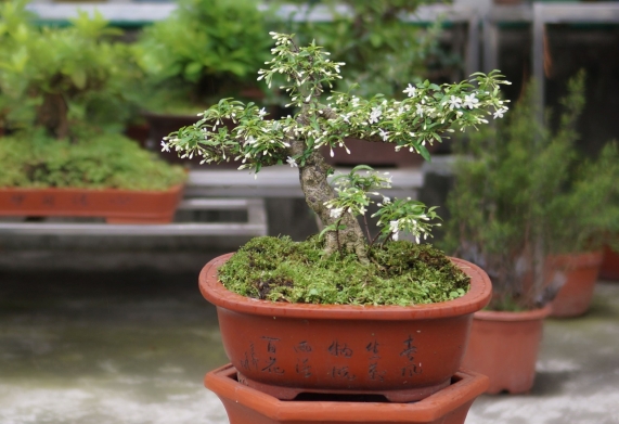 Mẹo xử lý giúp mai chiếu thủy ra hoa đúng dịp tết
