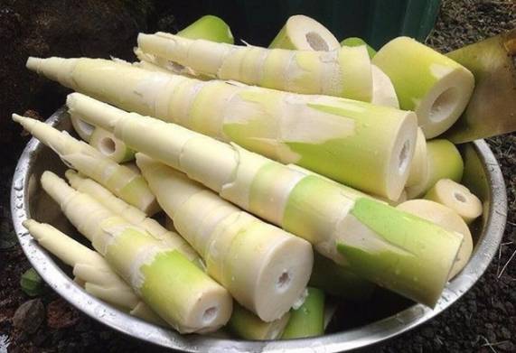 Doanh nghiệp Thụy Điển cần mua măng đóng hộp