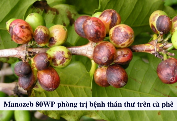 Manozeb 80WP trị bệnh thán thư trên cây cà phê
