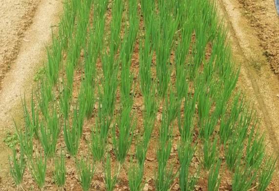 Kỹ thuật trồng hành lá đem lại lợi nhuận kinh tế cao