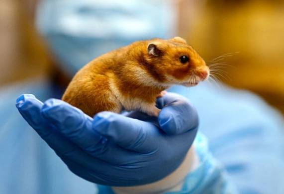 Các nguyên nhân khiến mắt hamster bị dính và cách điều trị 