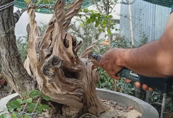 Máy làm lũa cây bonsai – cấu tạo, nguyên lý hoạt động và chức năng