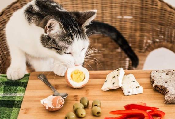 Mèo ăn trứng chiên được không? Tác dụng của trứng đối với mèo